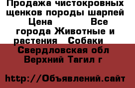 Продажа чистокровных щенков породы шарпей › Цена ­ 8 000 - Все города Животные и растения » Собаки   . Свердловская обл.,Верхний Тагил г.